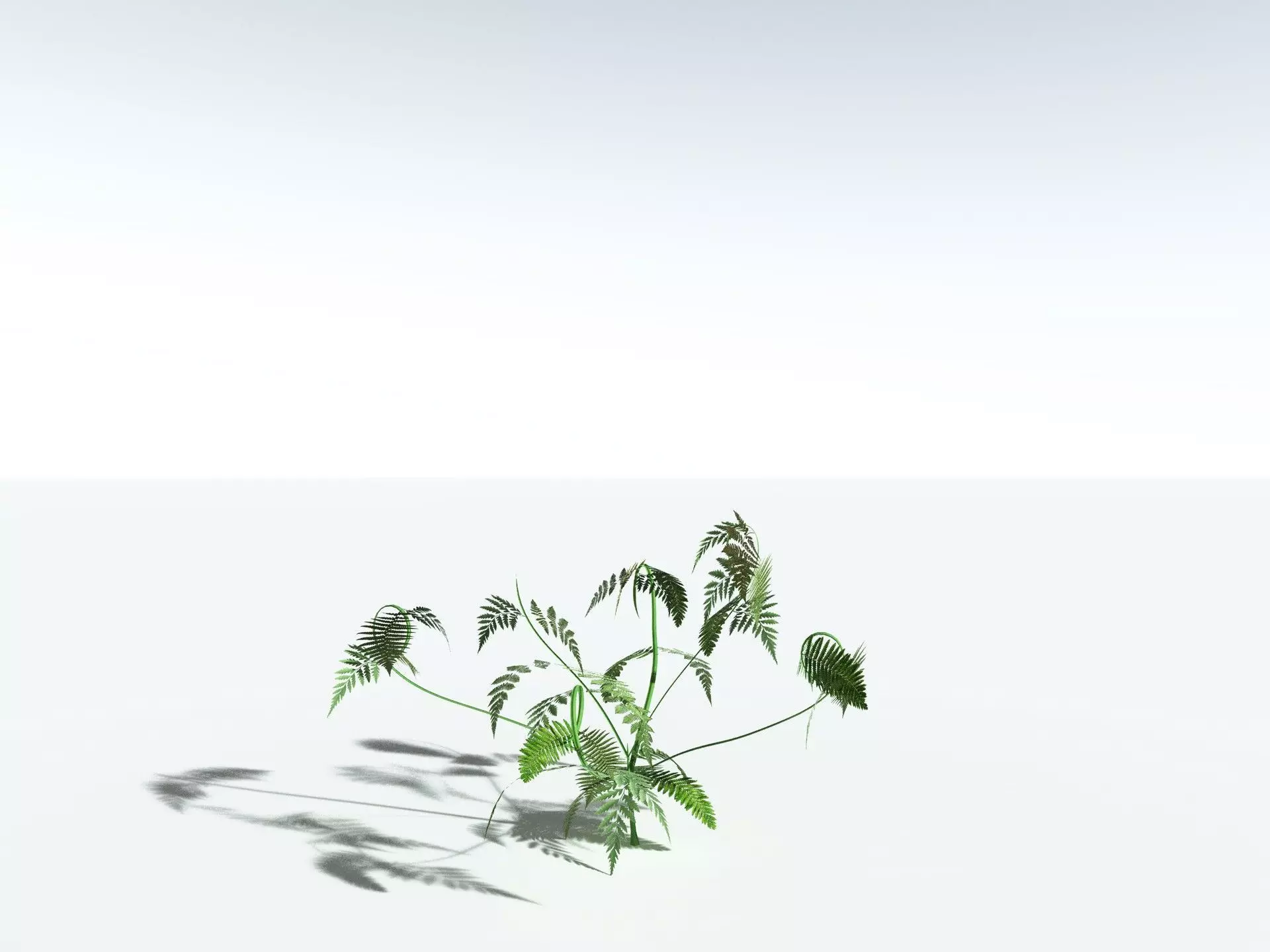 EVERYPlant Lyginopteris Royalii LowPoly Low-poly 3D model_24