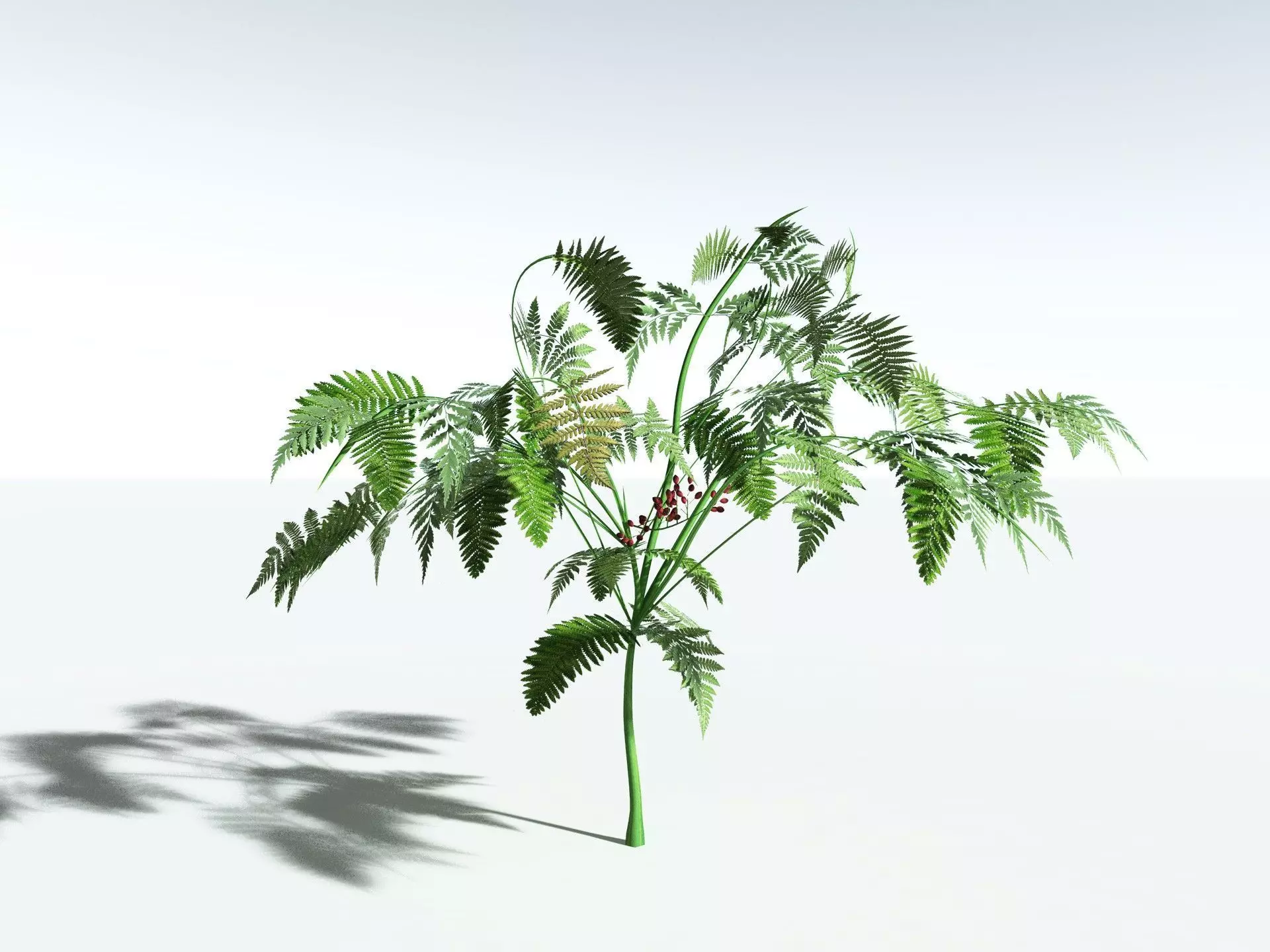 EVERYPlant Lyginopteris Royalii LowPoly Low-poly 3D model_0