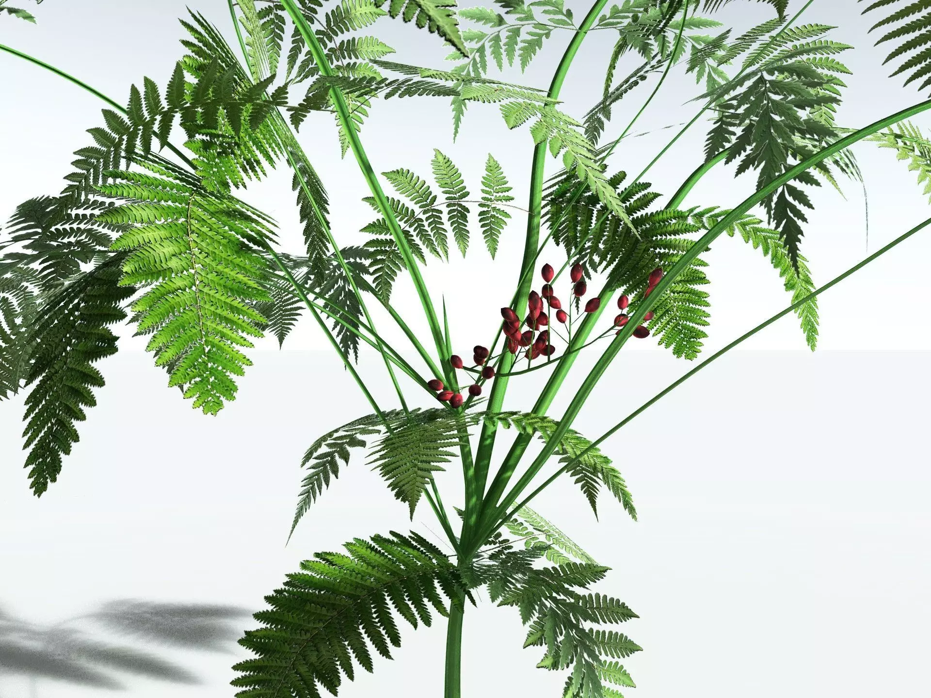 EVERYPlant Lyginopteris Royalii LowPoly Low-poly 3D model_11