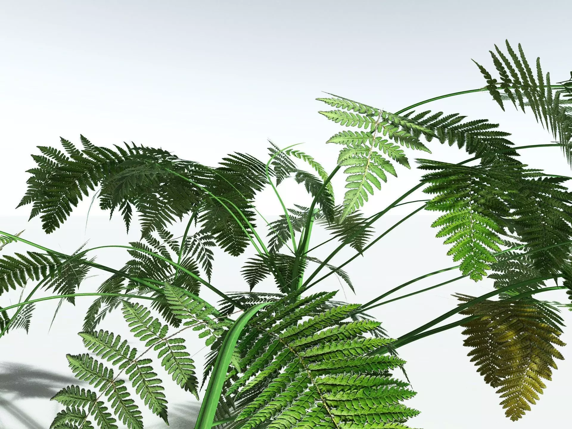 EVERYPlant Lyginopteris Royalii LowPoly Low-poly 3D model_3