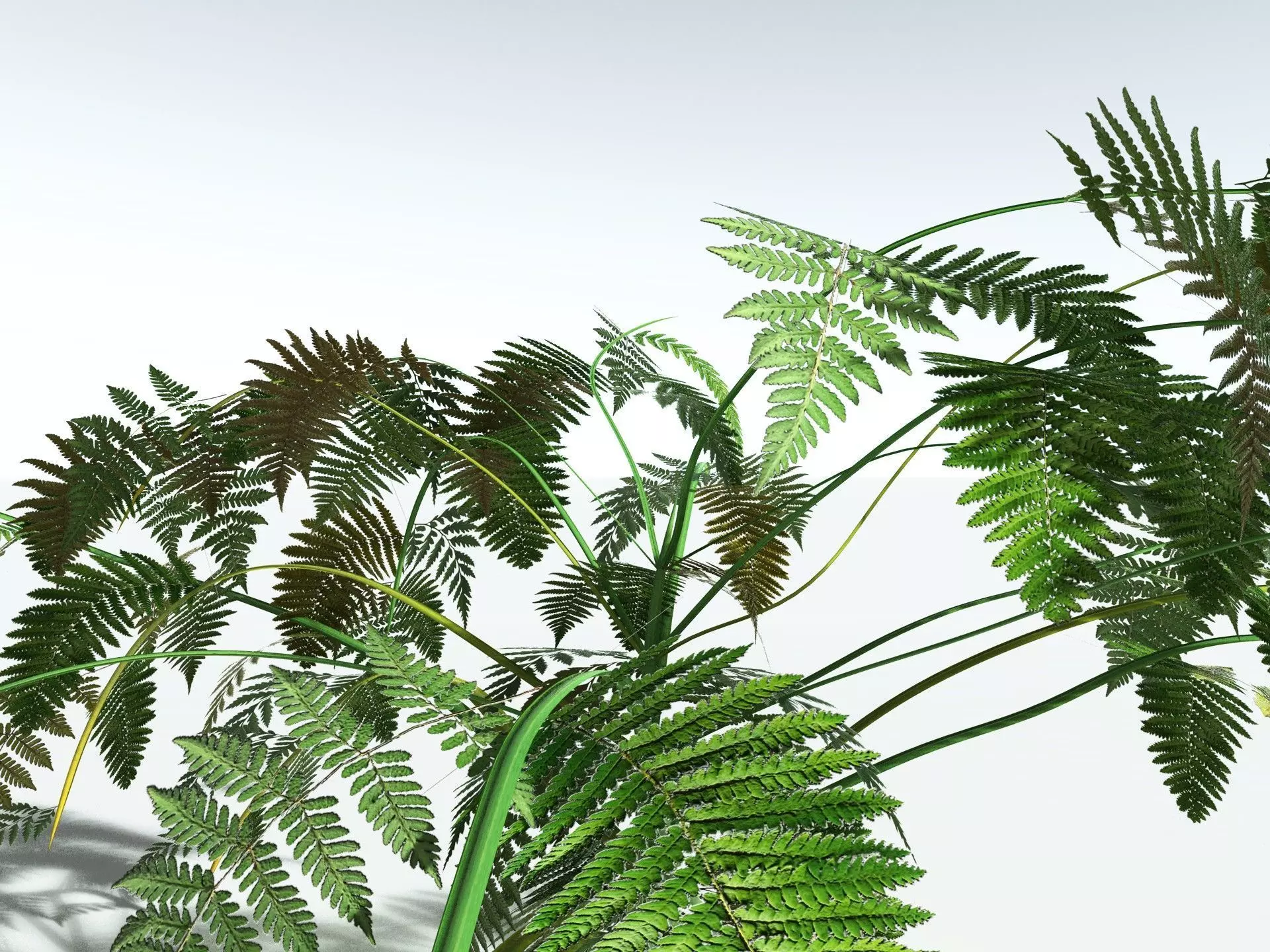 EVERYPlant Lyginopteris Royalii LowPoly Low-poly 3D model_13