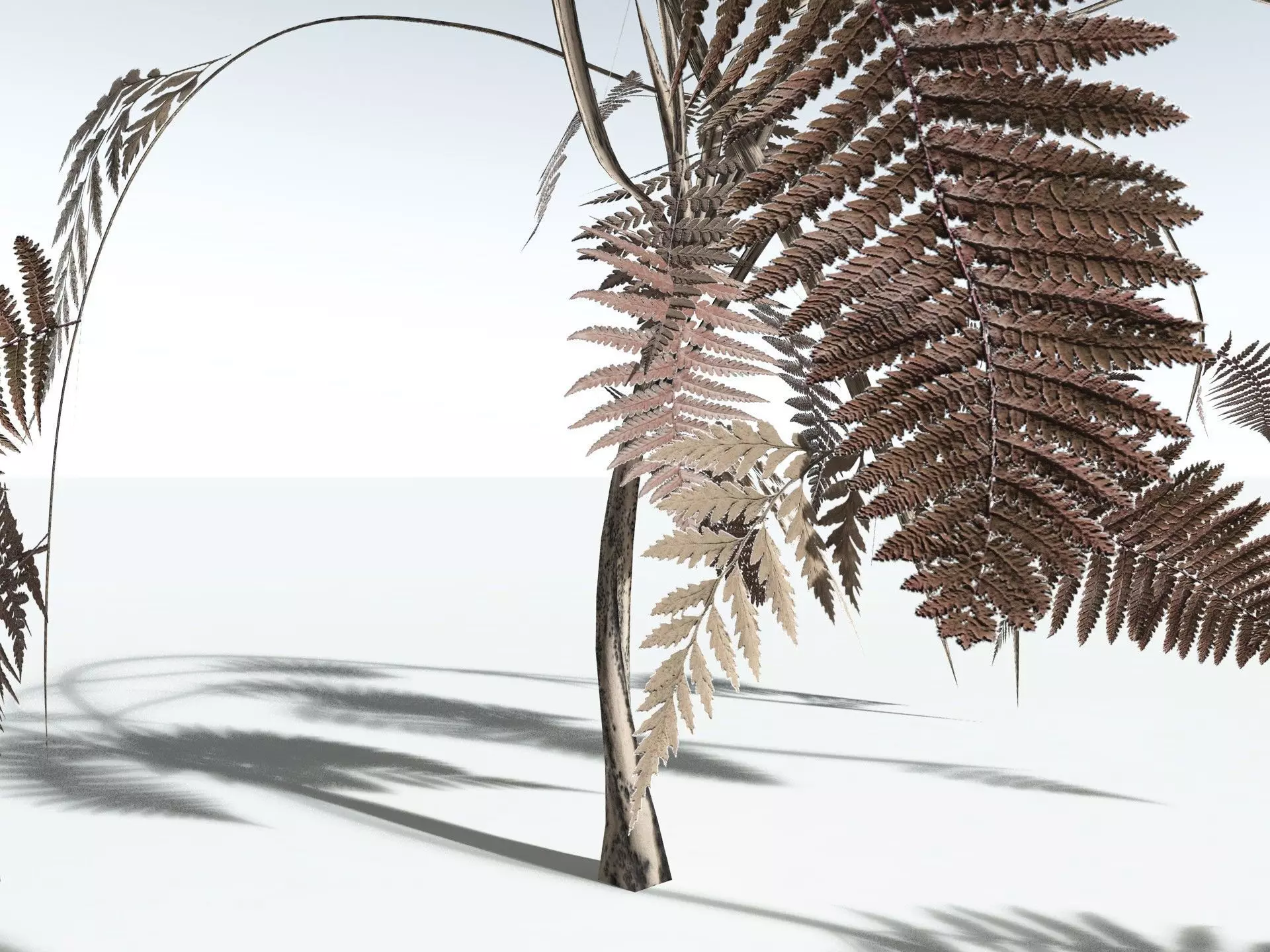 EVERYPlant Lyginopteris Royalii LowPoly Low-poly 3D model_19