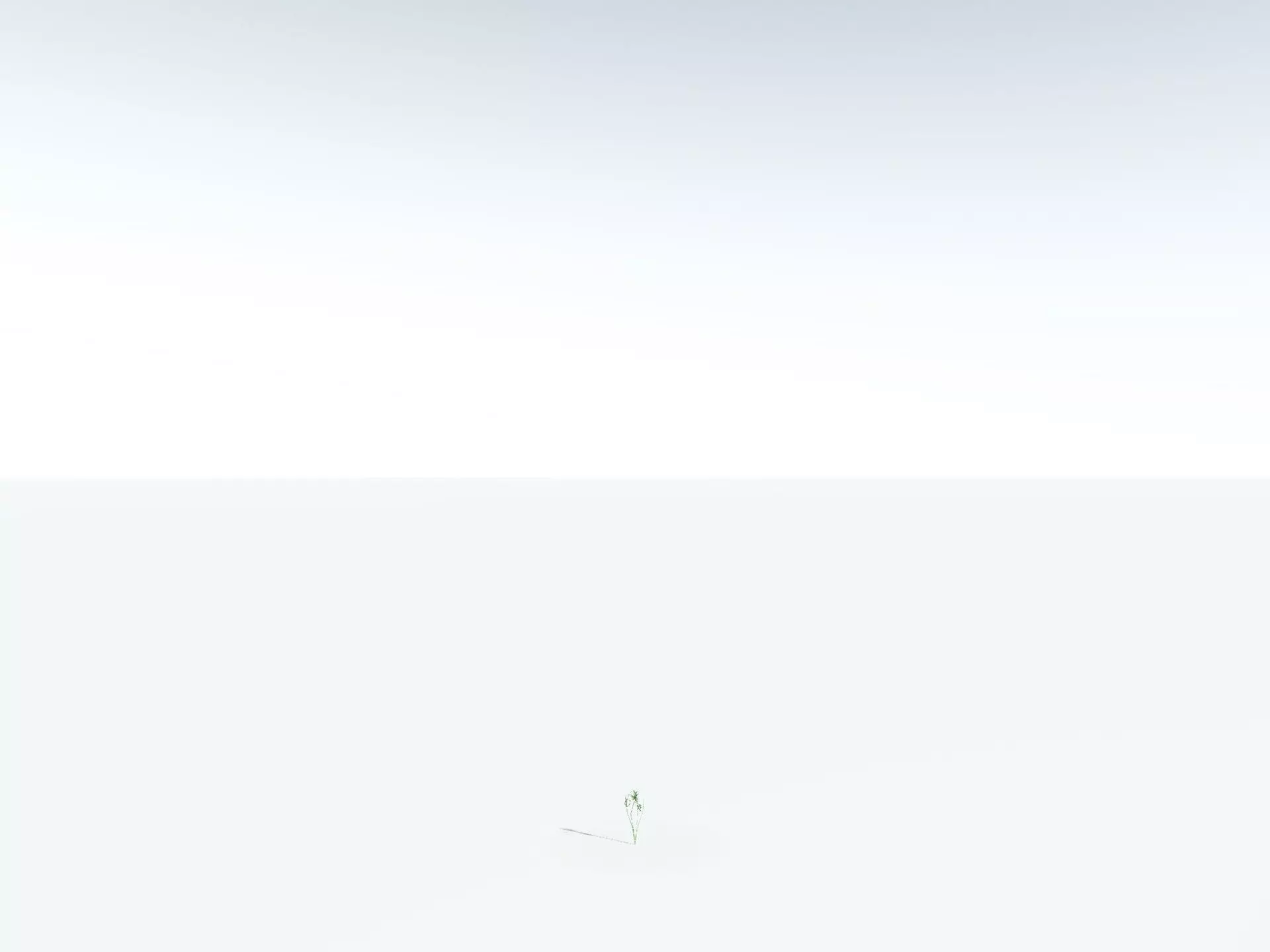 EVERYPlant Lyginopteris Royalii LowPoly Low-poly 3D model_30