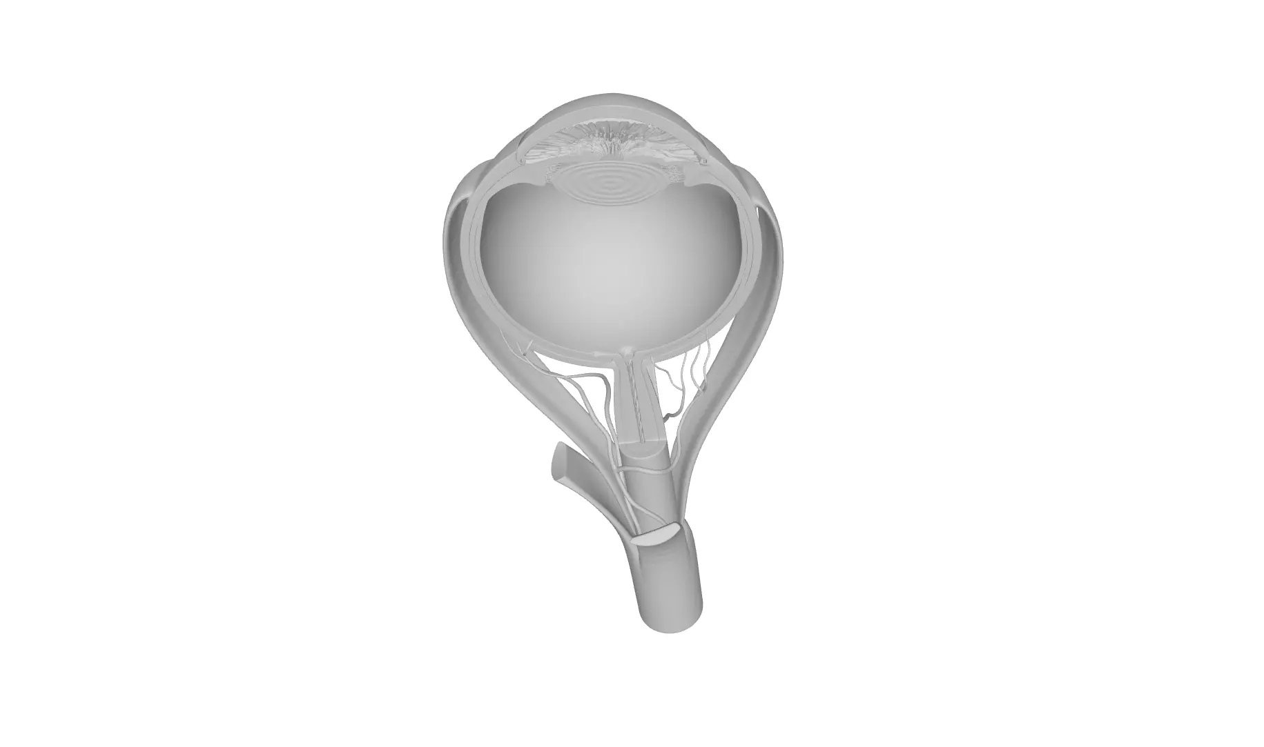 High Quality 3D Model of Human Eye Anatomy 3D model_1