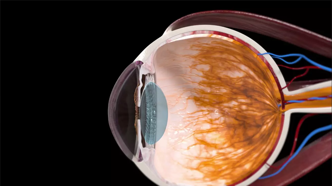 High Quality 3D Model of Human Eye Anatomy 3D model_3