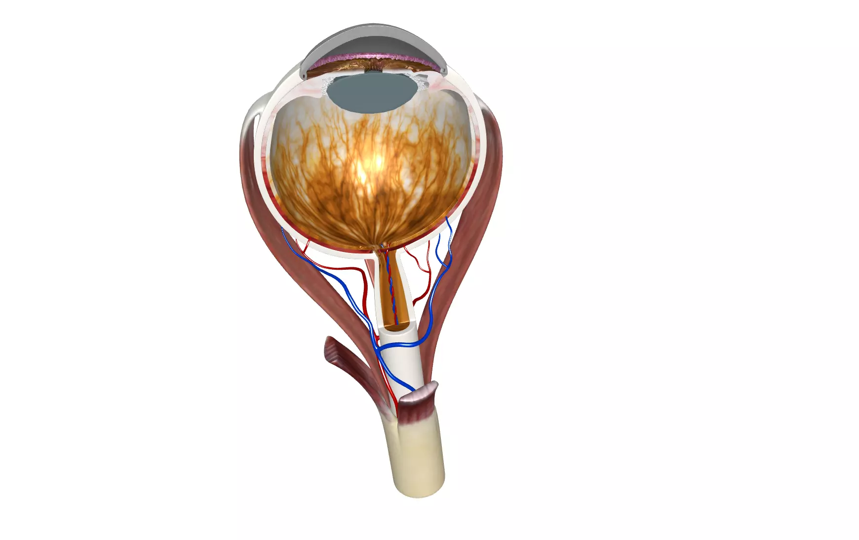High Quality 3D Model of Human Eye Anatomy 3D model_0