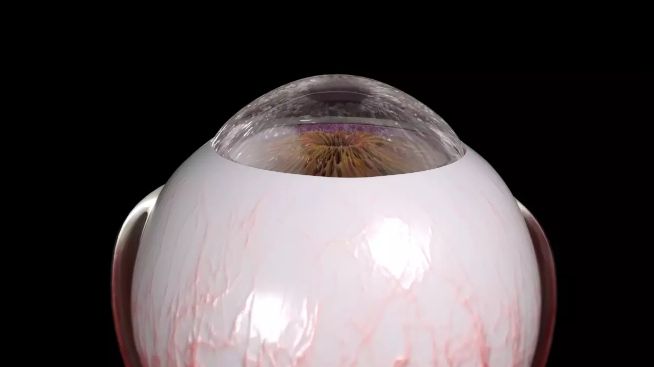 High Quality 3D Model of Human Eye Anatomy 3D model_4