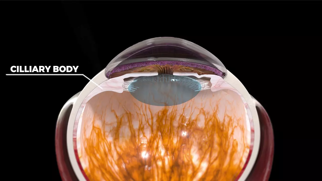 High Quality 3D Model of Human Eye Anatomy 3D model_2