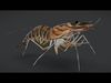 Realistic Shrimps - Tiger Prawn Animated 3D model_1