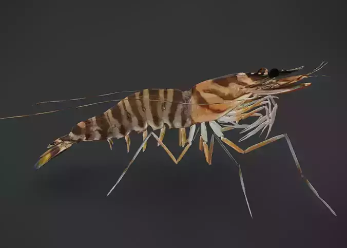 Realistic Shrimps - Tiger Prawn Animated 3D model