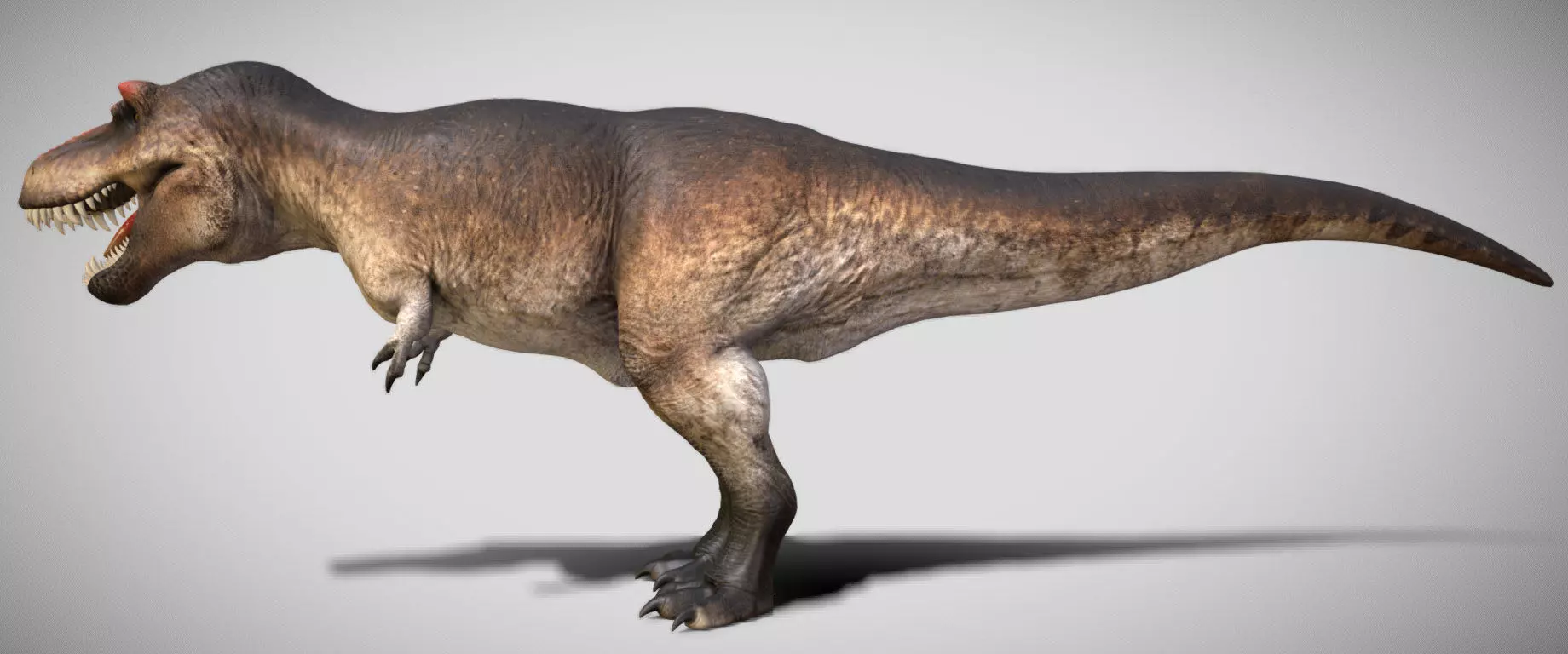 Tyrannosaurus rex Scotty Low-poly 3D model_4