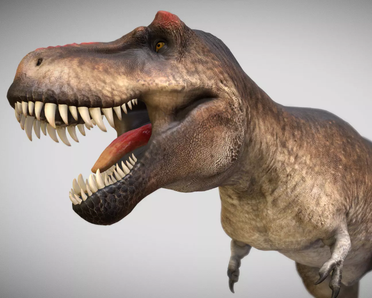Tyrannosaurus rex Scotty Low-poly 3D model_8
