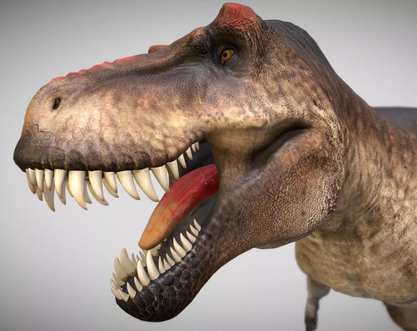 Tyrannosaurus rex Scotty Low-poly 3D model_0
