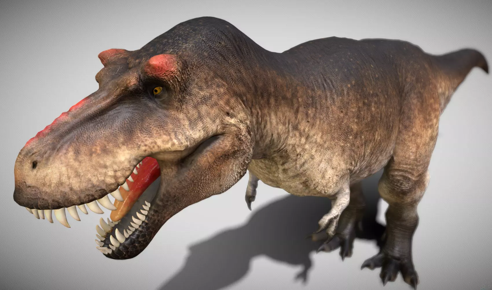 Tyrannosaurus rex Scotty Low-poly 3D model_6