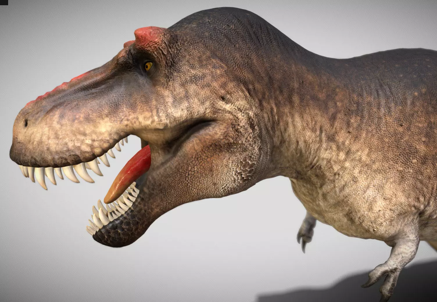 Tyrannosaurus rex Scotty Low-poly 3D model_7