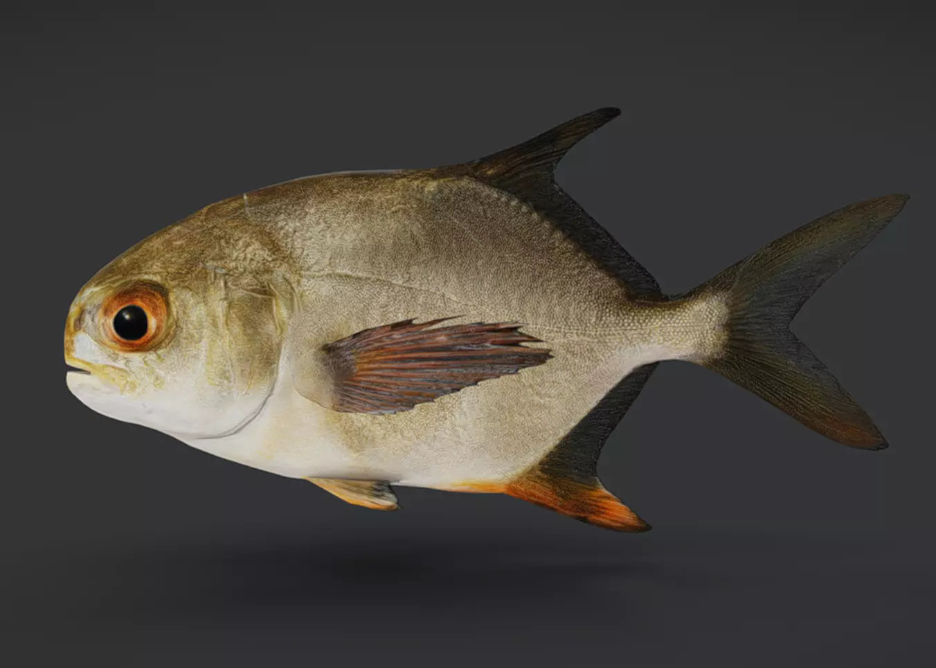 Realistic Pompano - Butterfish - Pomfret Animated 3D model