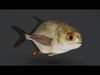 Realistic Pompano - Butterfish - Pomfret Animated 3D model_1