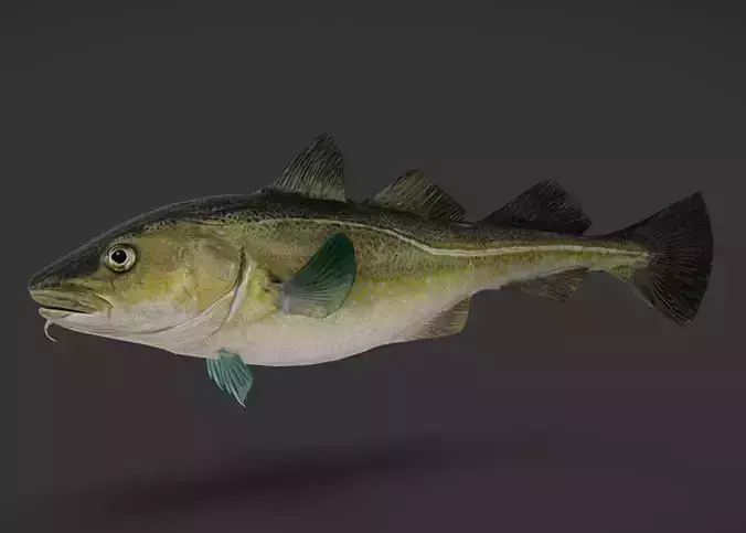 Realistic Atlantic Cod Animated 3D model