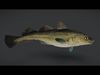 Realistic Atlantic Cod Animated 3D model_1