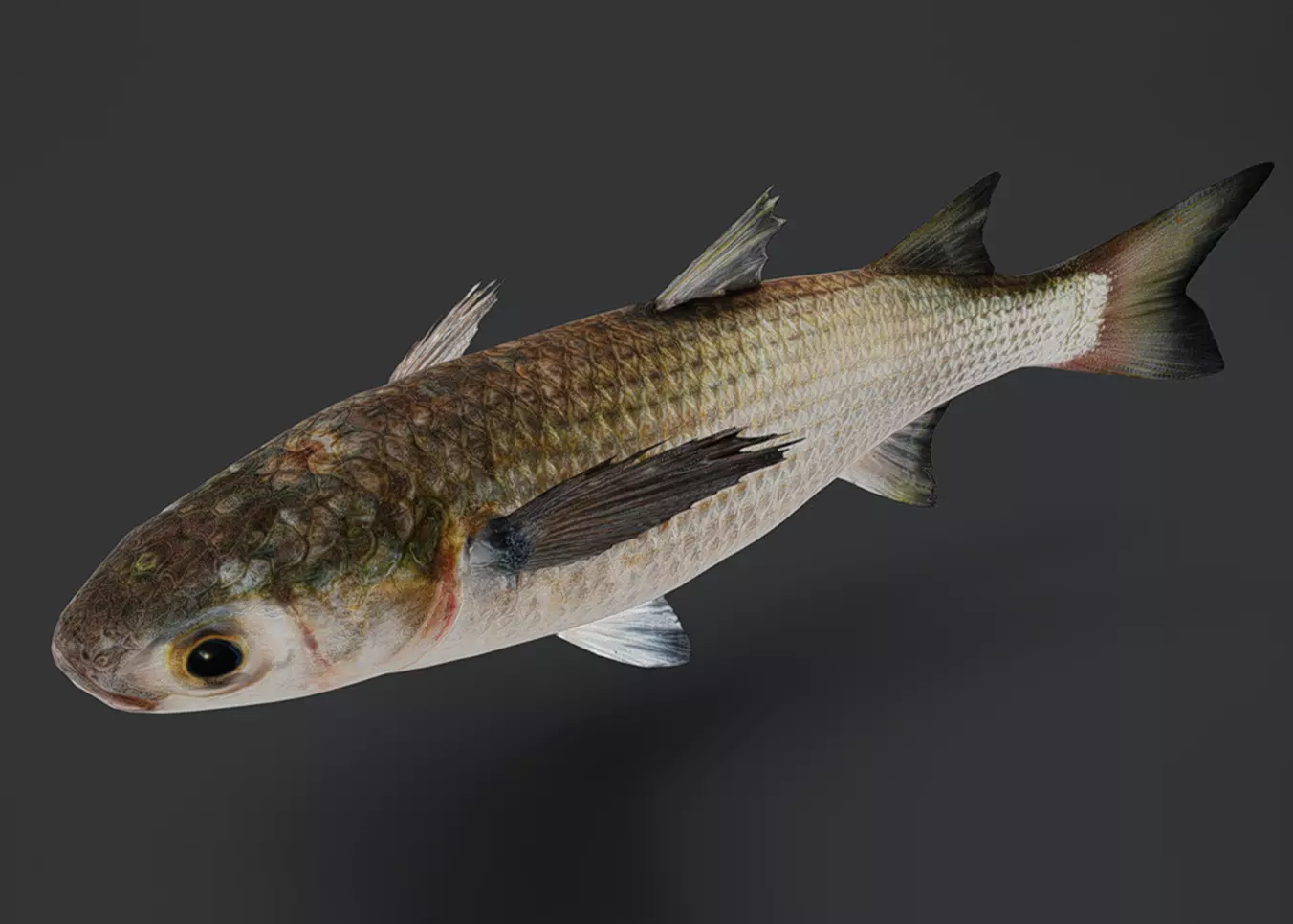 Realistic Mullet Fish Animated 3D model