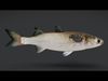 Realistic Mullet Fish Animated 3D model_1