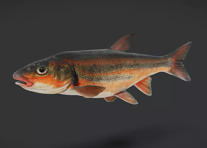 big-scaled redfin - tribolodon hakonensis fish Animated 3D model