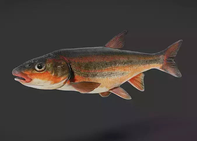 big-scaled redfin - tribolodon hakonensis fish Animated 3D model