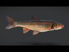 big-scaled redfin - tribolodon hakonensis fish Animated 3D model_1