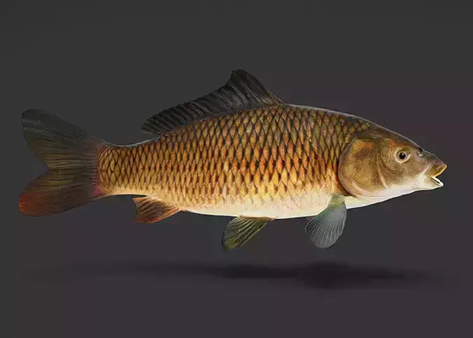 Common Carp - Cyprinus Carpio Realistic Animated 3D model
