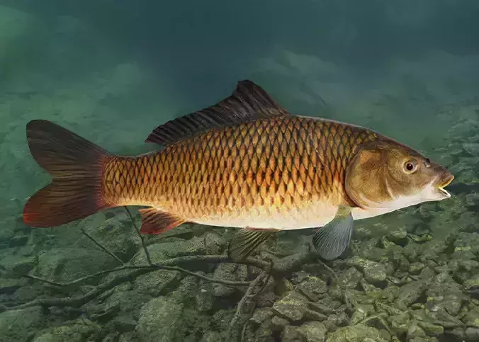 Common Carp - Cyprinus Carpio Realistic Animated