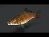 Common Carp - Cyprinus Carpio Realistic Animated 3D model_1