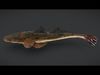 Realistic Flathead Fish Animated 3D model_1