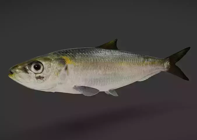 Bali Sardinella -Pacific Herring Animated