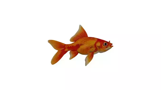 Goldfish 3D ModelLow Pol PBR TexturedGame Ready 