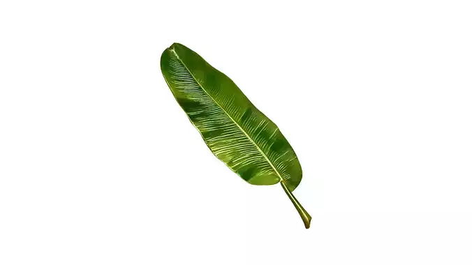 Banana Leaf 3D Model