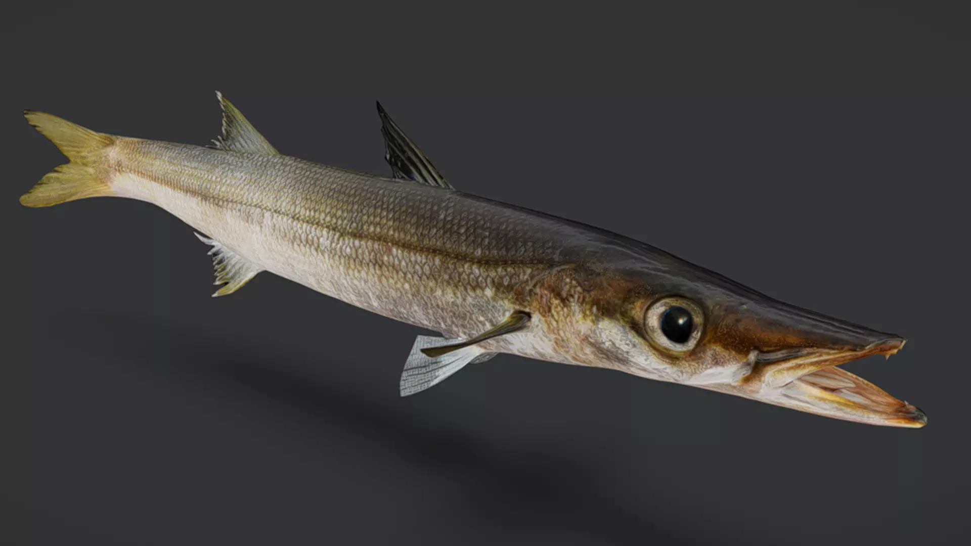 Realistic Red Barracuda Animated 3D model_4
