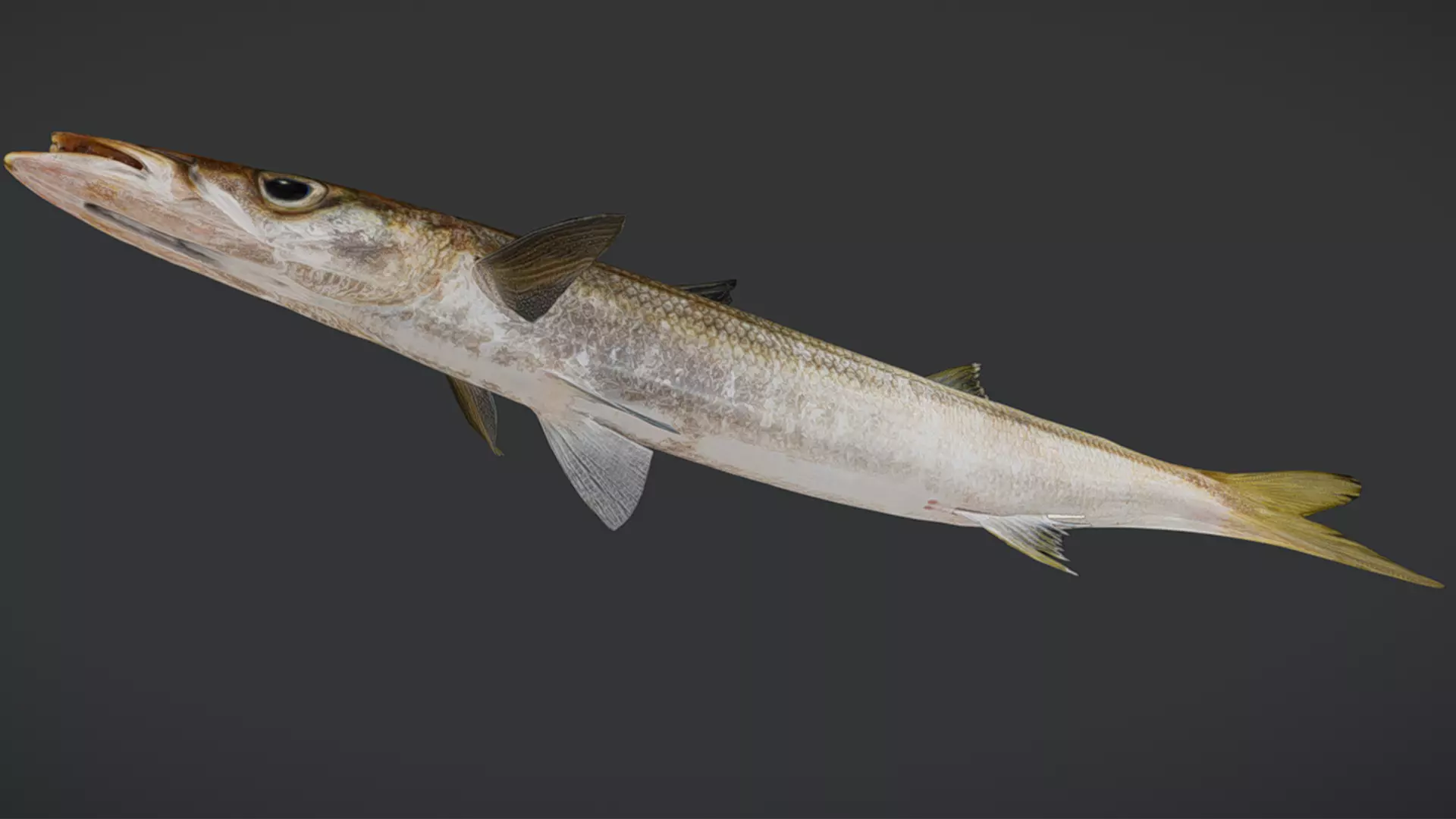 Realistic Red Barracuda Animated 3D model_9