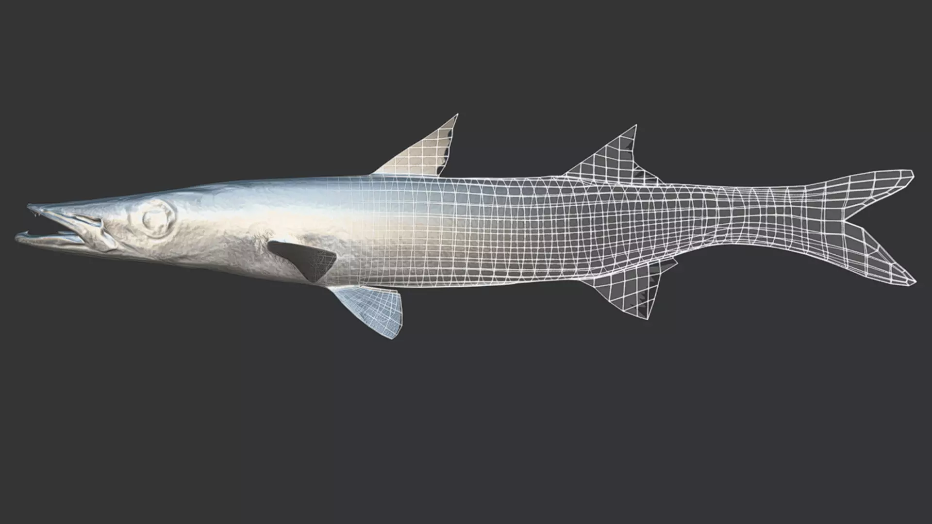 Realistic Red Barracuda Animated 3D model_11