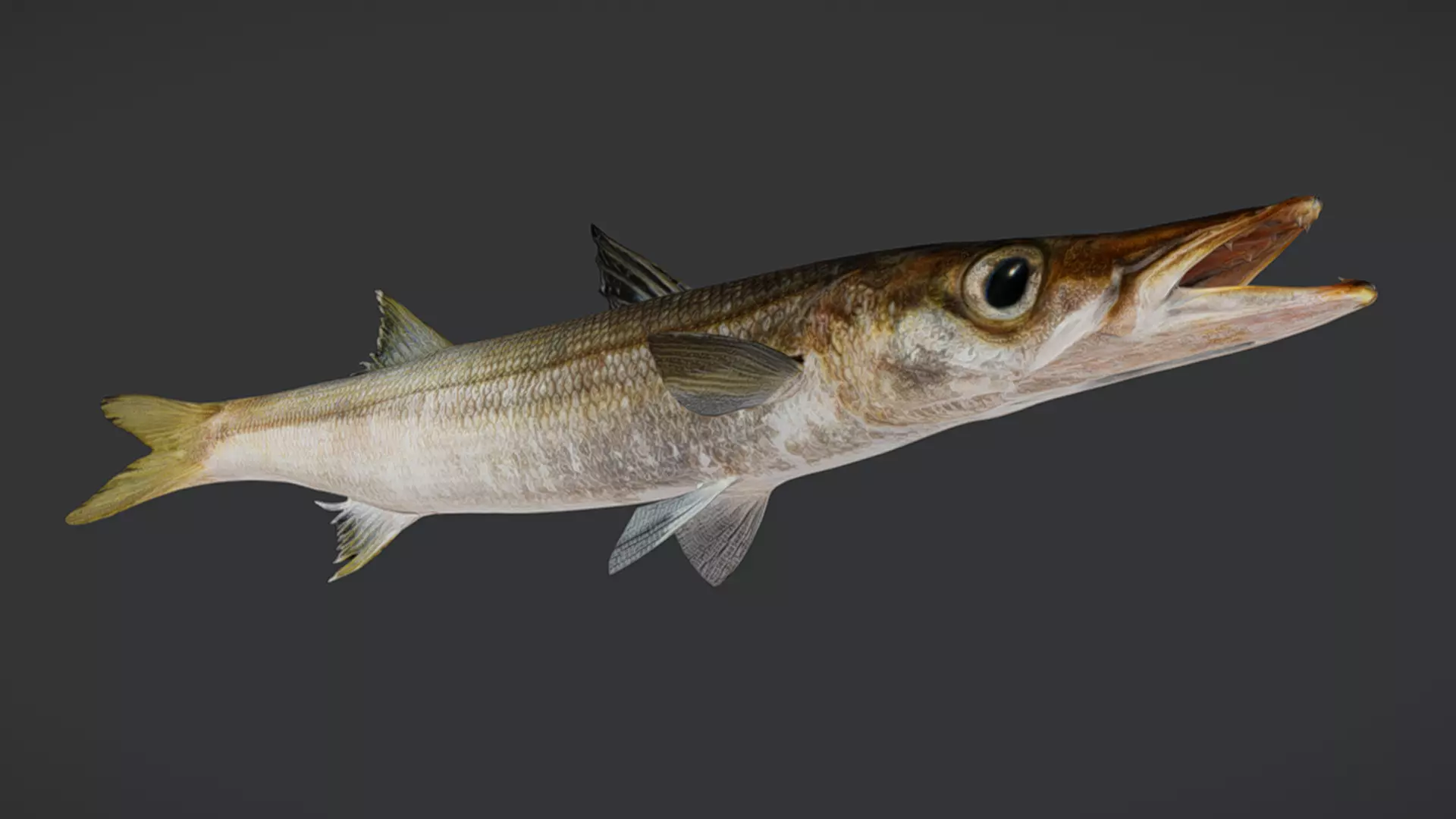 Realistic Red Barracuda Animated 3D model_2