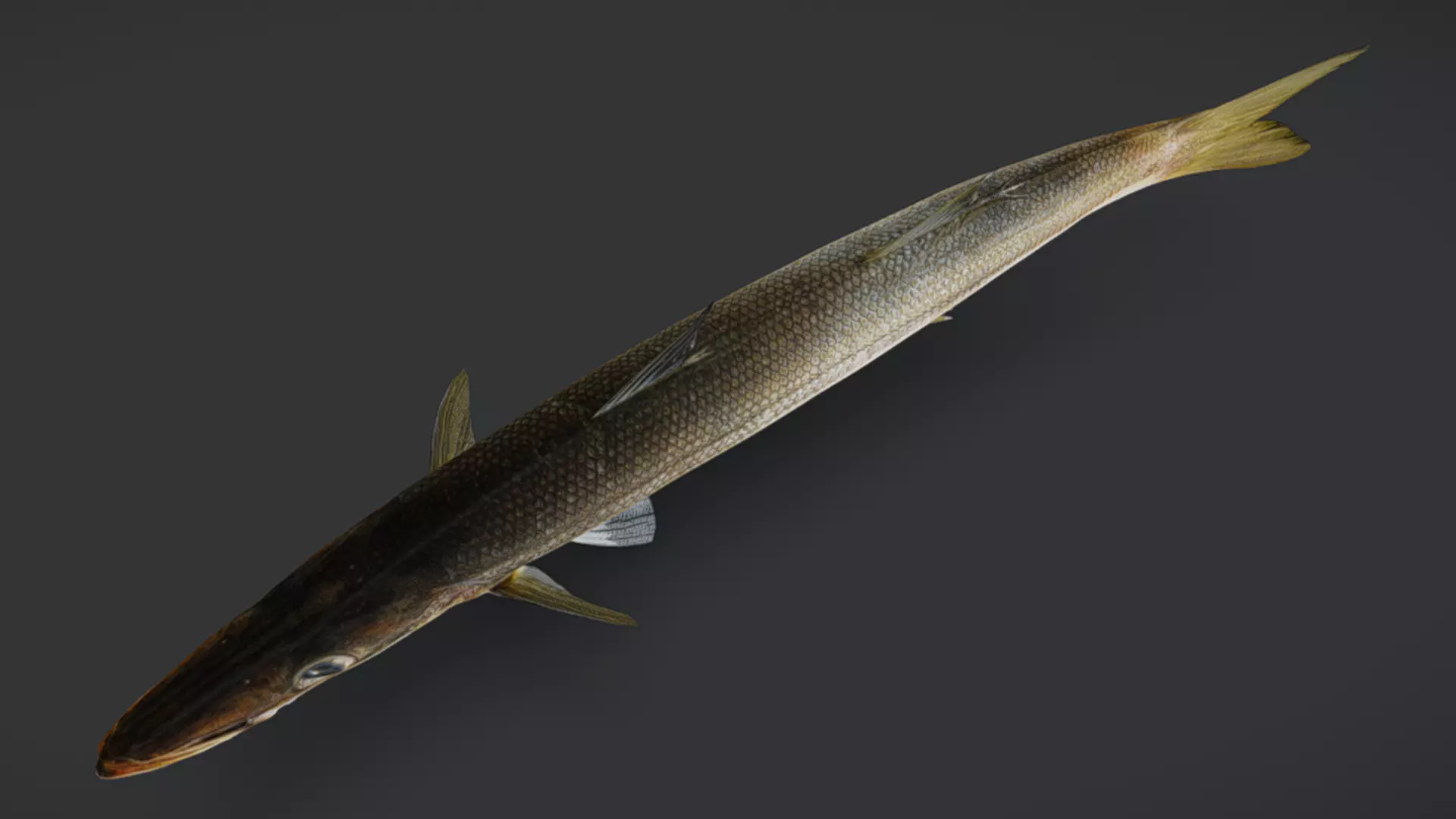 Realistic Red Barracuda Animated 3D model_5