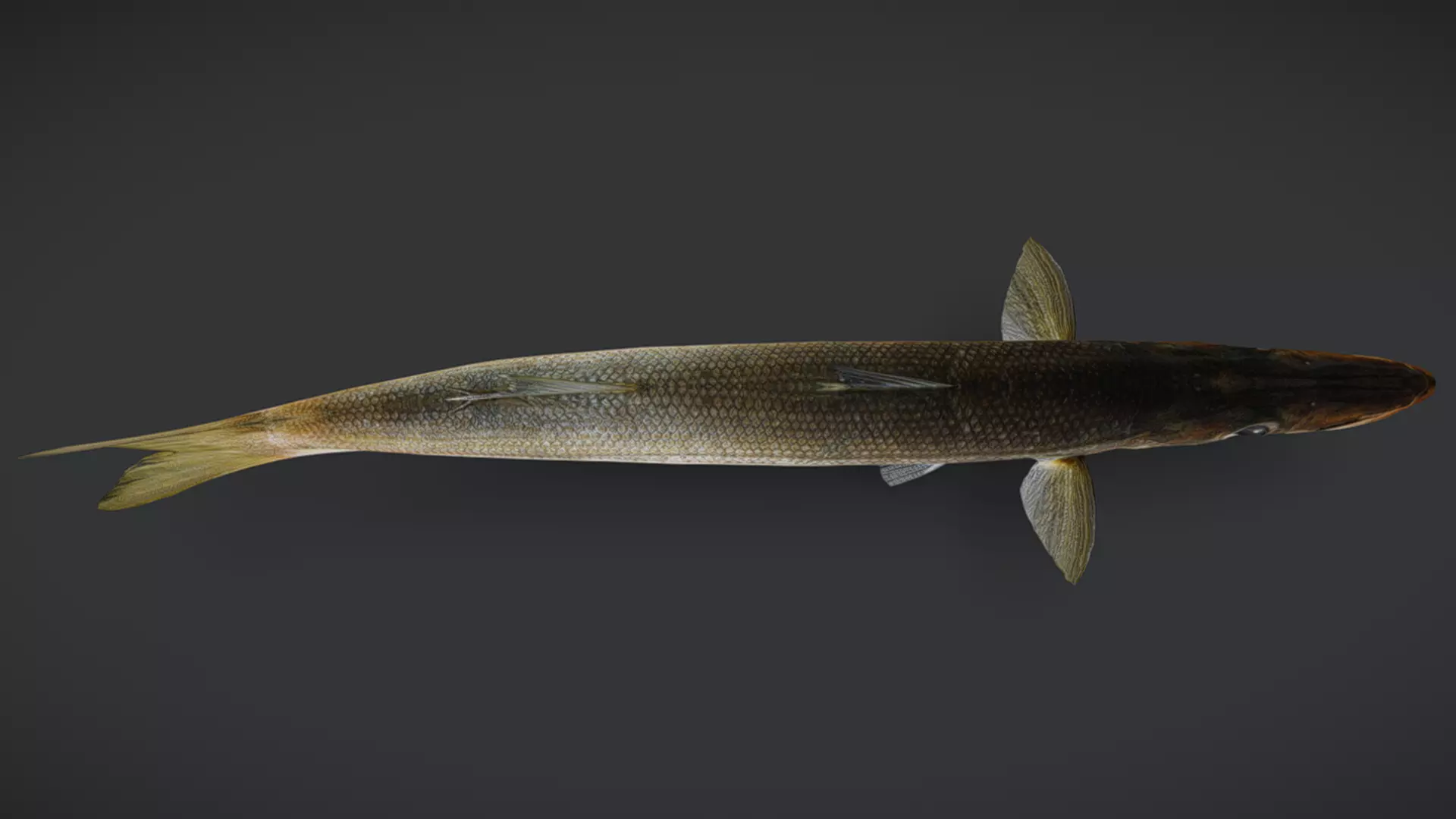 Realistic Red Barracuda Animated 3D model_14