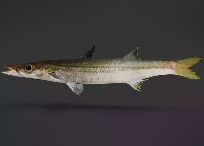 Realistic Red Barracuda Animated