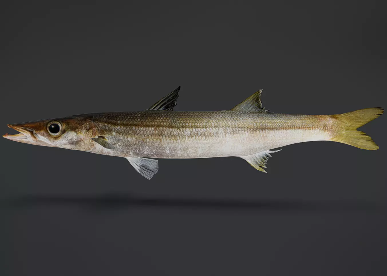 Realistic Red Barracuda Animated 3D model_0