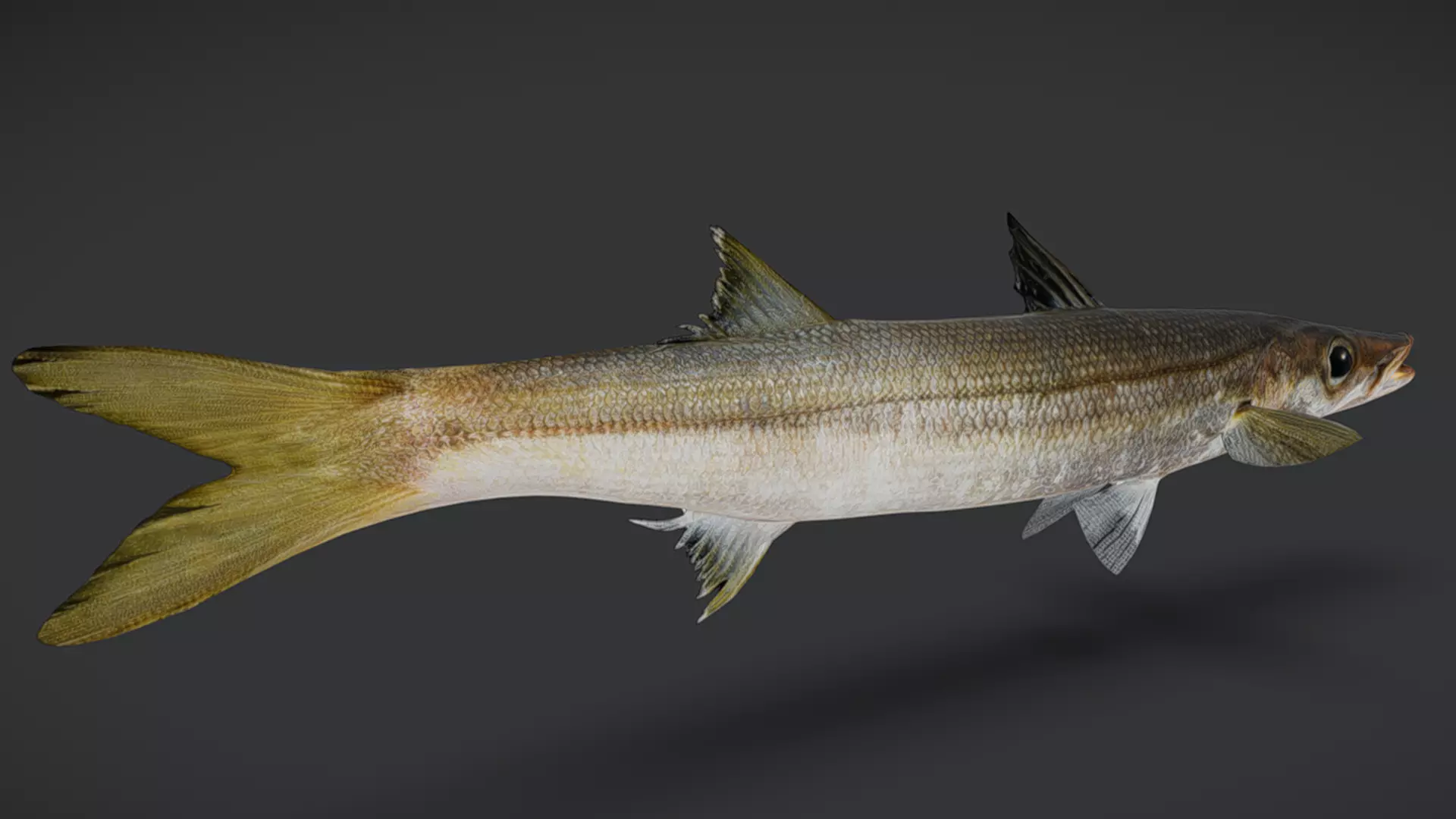 Realistic Red Barracuda Animated 3D model_3