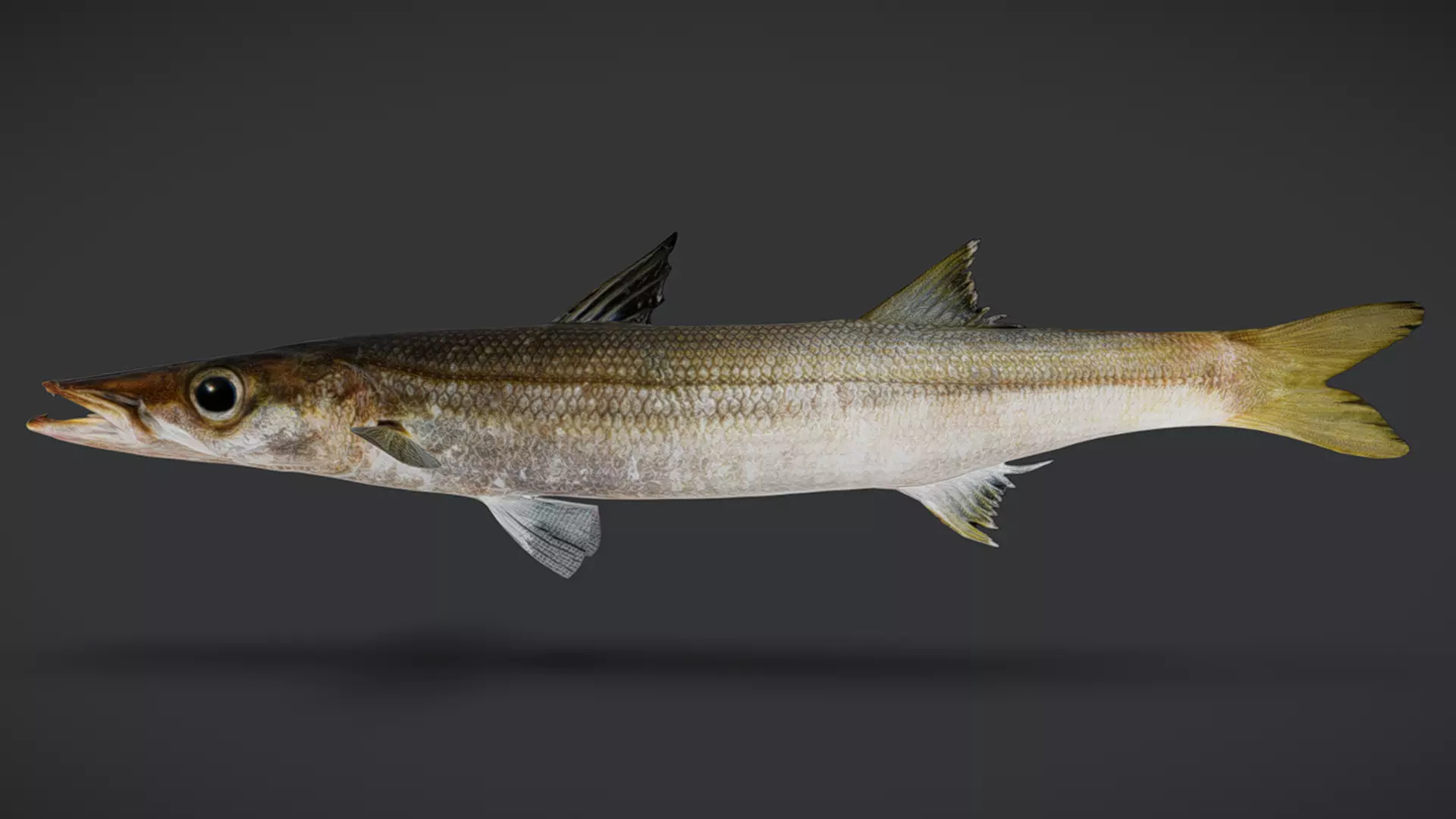 Realistic Red Barracuda Animated 3D model_10