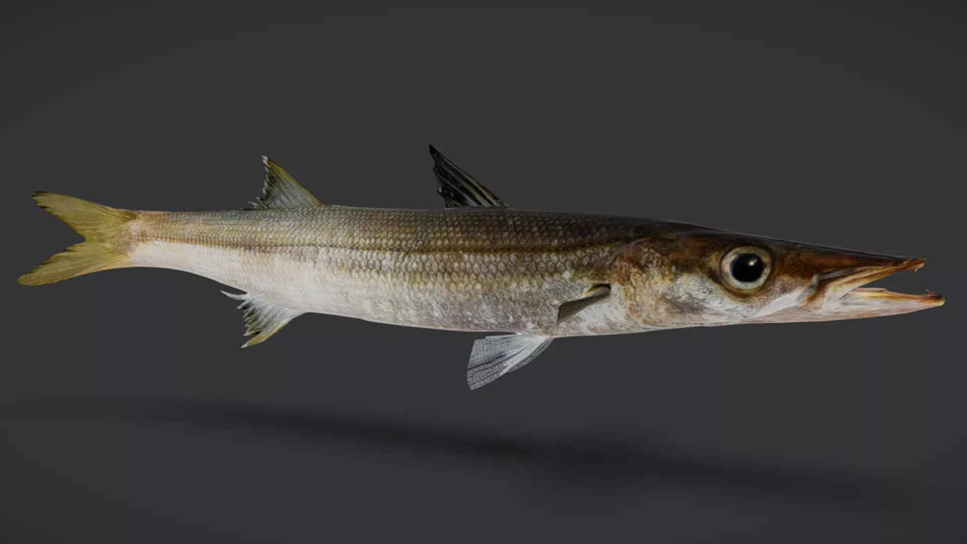 Realistic Red Barracuda Animated 3D model_6