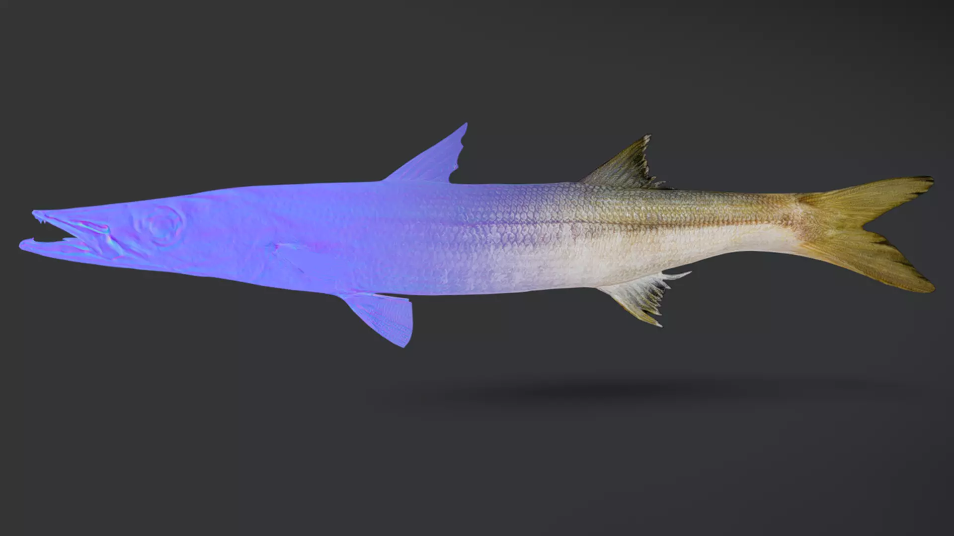 Realistic Red Barracuda Animated 3D model_12