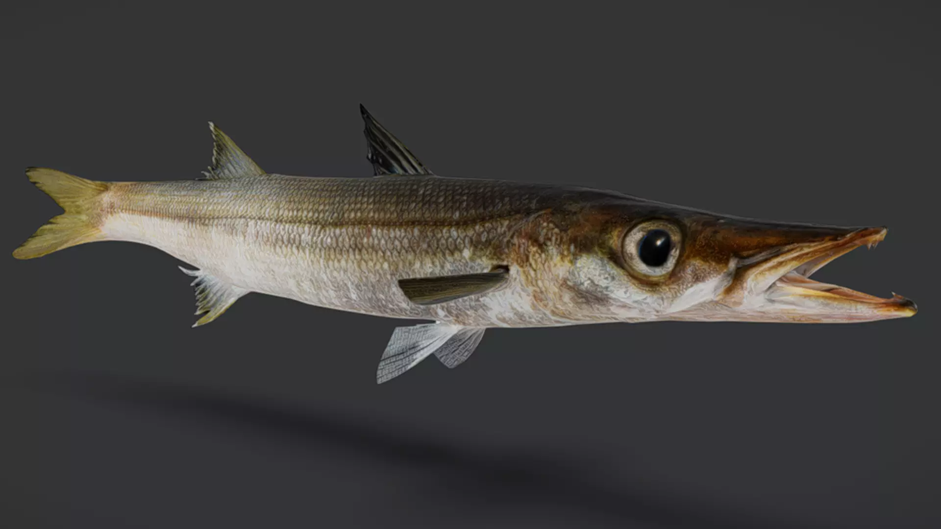 Realistic Red Barracuda Animated 3D model_13