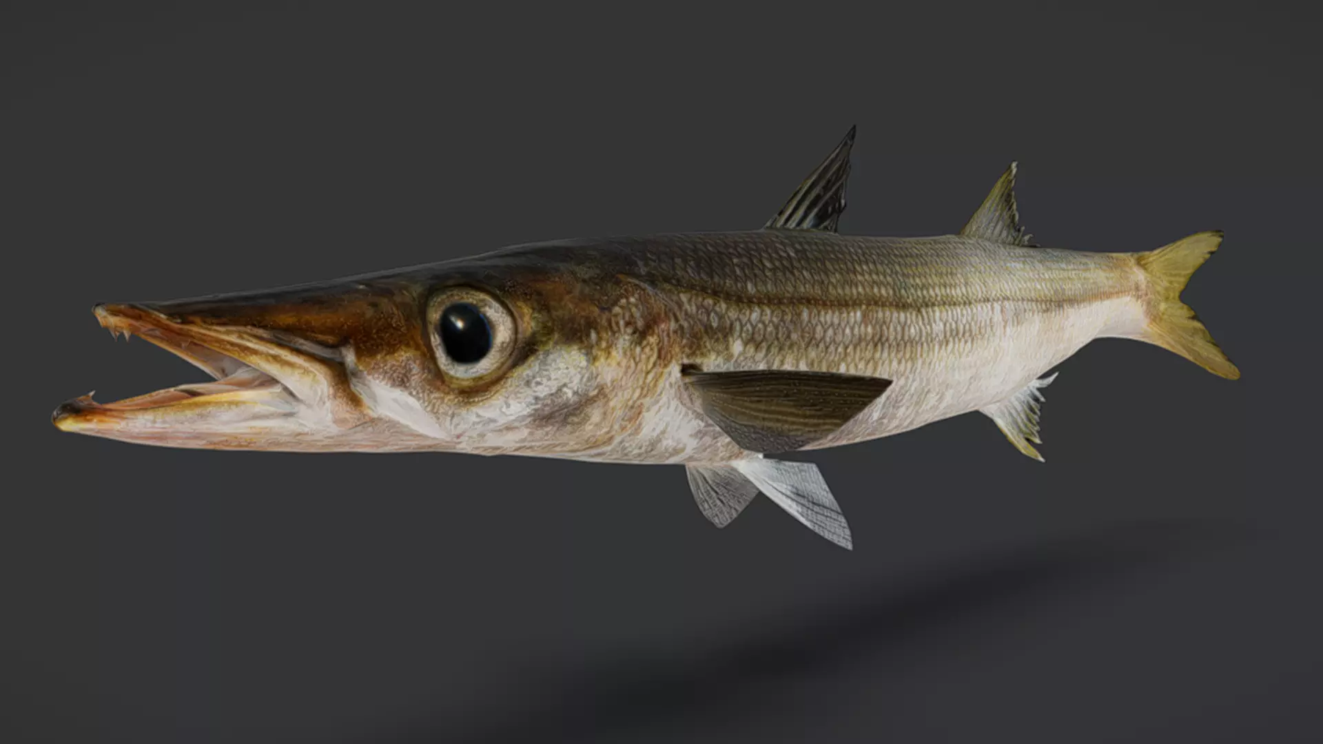 Realistic Red Barracuda Animated 3D model_8