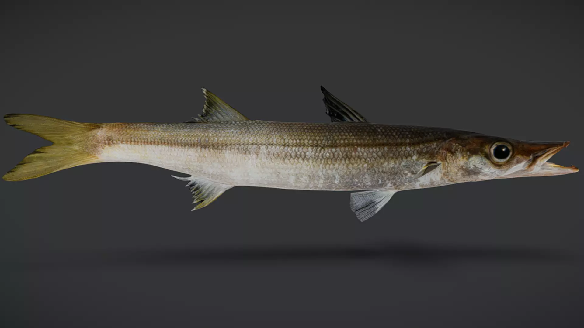 Realistic Red Barracuda Animated 3D model_7